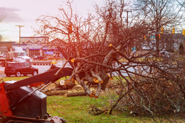  Mustang, OK Tree Care Pros