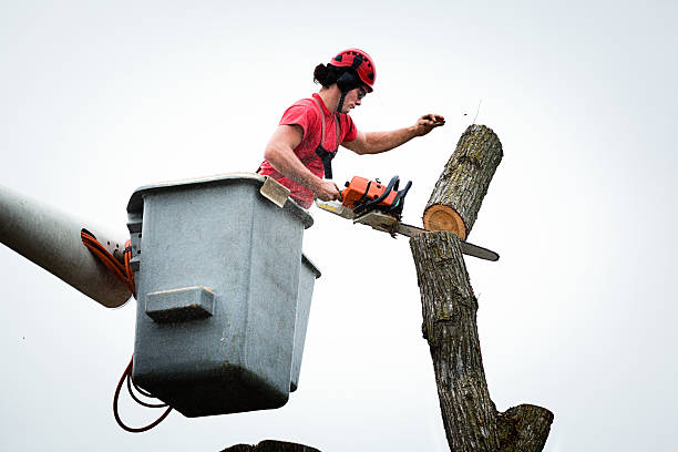 How Our Tree Care Process Works  in  Mustang, OK